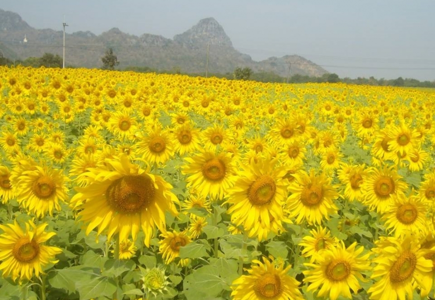 Lopburi Sunflower Field Festival